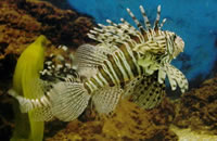 免费ddos在线攻击测试网站